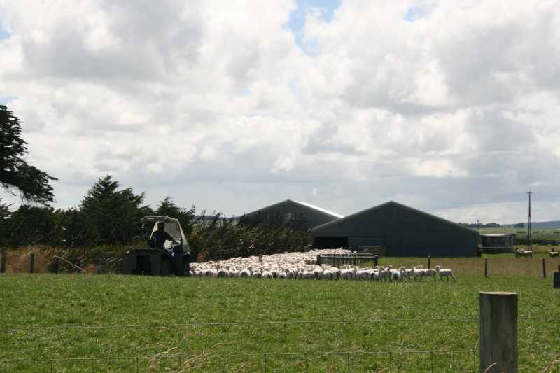 Nieuw-Zeeland 2011 - 1782